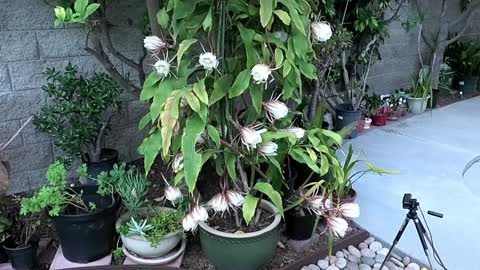 Epiphyllum 6/28/2022