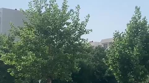 Rows of cars are placed in front of me accompanied by green trees