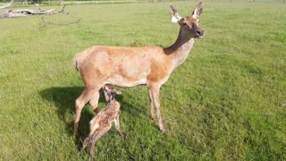 Red deer fawn