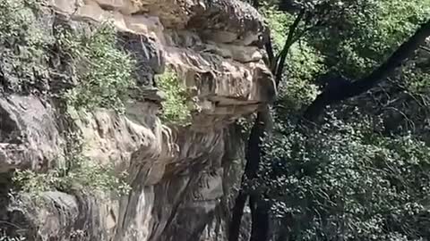 Dog Dives off Land Bridge into River