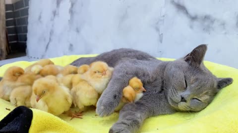 Incredible maternal love, the cute kitten adopted a group of chicks