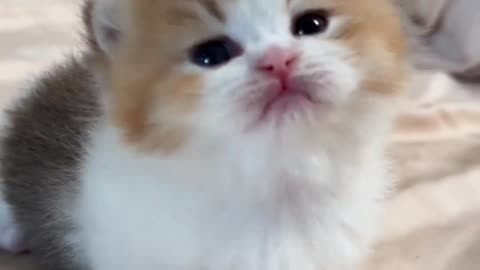 Super Cute cat baby