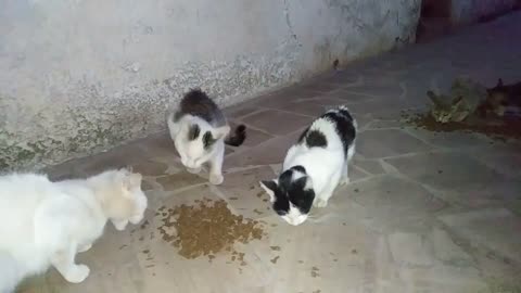 FUNNY STRAY CATS FIGHTING, OVER FOOD.