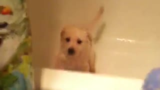 Angry Puppy Bath