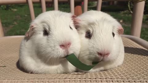 Guinea Pigs Play Tug-of-War With Blade of Grass.funny video.