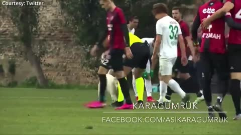 playful dog:How a cute interrupted a soccer match