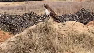 Bird at Heritage Park SC