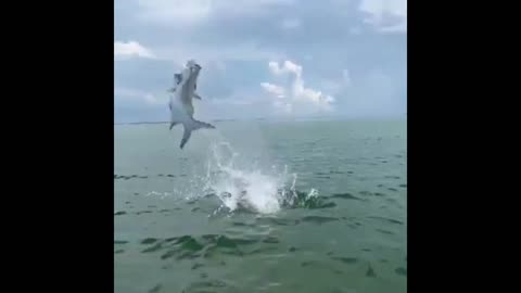 Extra Ordinary Footage of Jumping Fish in The Water