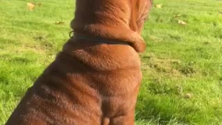 Sharpei puppy