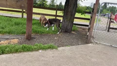 German Shepherd Attacks Pitbull [OFF LEASH DOG PARK ] PART 1