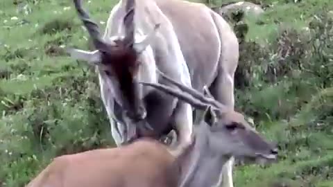 Wild life beautiful action