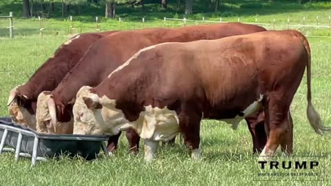 Registered Hereford Bull “TUNDRA 516G”