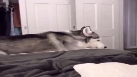 Husky screaming - hilarious!!