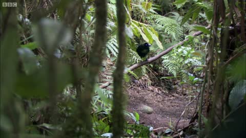 Bird Of Paradise Courtship Spectacle | Planet Earth | BBC Earth