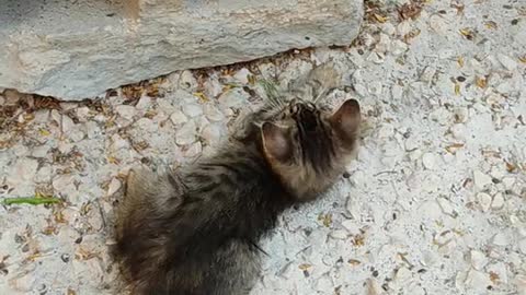 Funny cat wrestling🙀