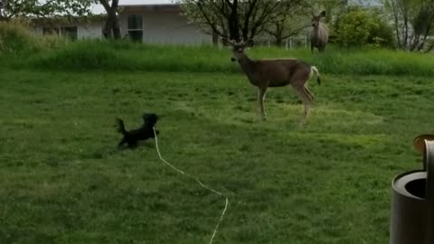 Deer Taunting Puppy