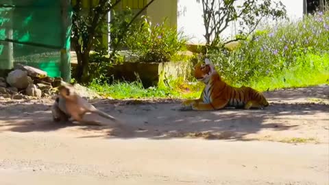 Wow!!! Fake Tiger Prank Dog RUN So Funny