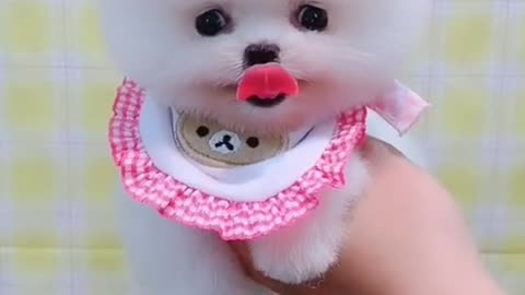 Watch This Cute Mini Pomeranian