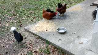 Chickens enjoy the scratch