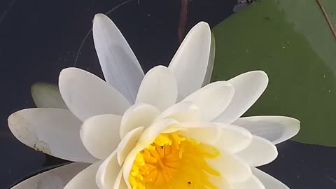 Water Lilly