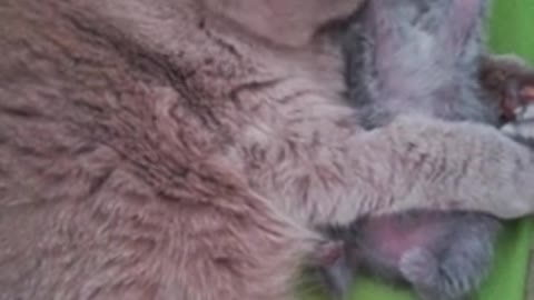 Mother cat adorably hugs & kisses her kitten