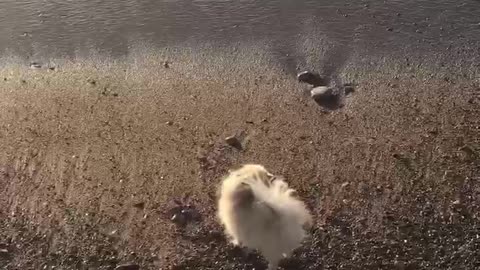 A small fluffy bun is afraid to go into the water 💦