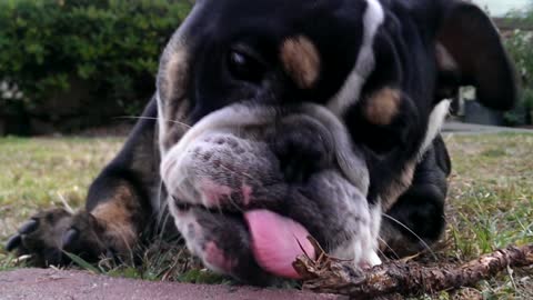 Indiana the Bulldog Chews a Stick