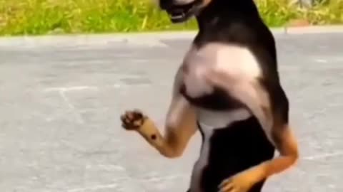 Hilarious Feline and Canine Antics