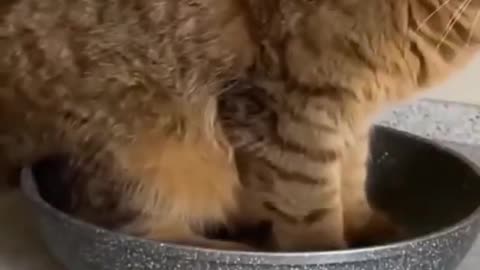 Funny Cat Videos Best Cat Videos Best Cat Funny Videos Best Funny Video Entertain