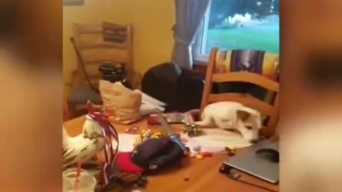 Funny and clumsy dogs at home