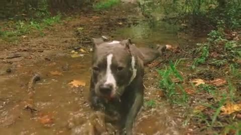 pitbull taking a shower