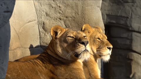 Lion hagebeak yawning big and puppy dog playful beach