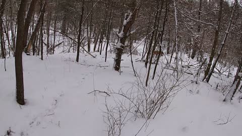 Morning Exercise with My Ridgebacks 2_1_2021 Part 2