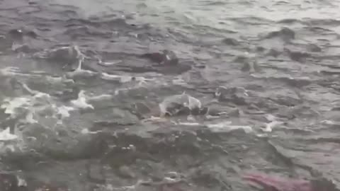 Rainbow Trout Scramble Near Fisherman's Boat