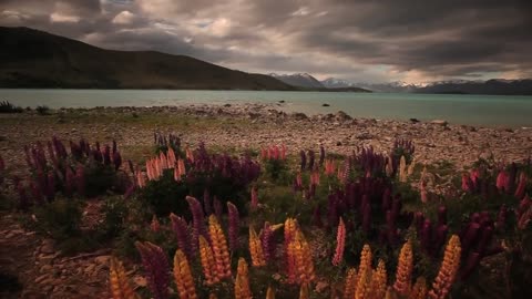 New Zealand, Nature Landscapes (NO SOUND)