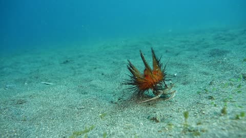 Sea Urchin Makes a Run for It