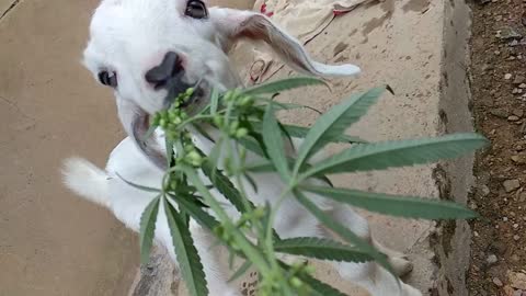 Goat Eating Weed