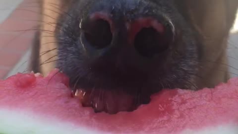 German shepard eating watermelon