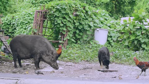 Large Boar Eating With Other Animals