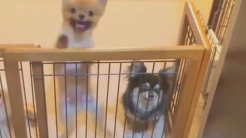 Cute Pet's Can Dance😲😺🐶🐹