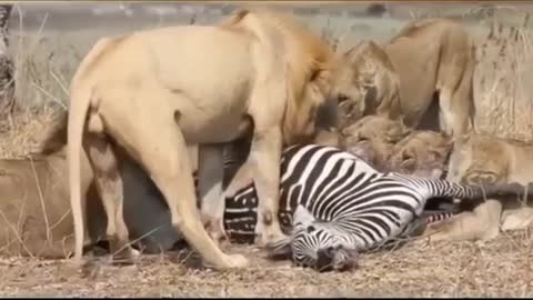 Zebra eaten alive😔😰