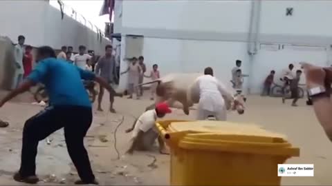 The Cow was fighting with his owners, the most funniest video