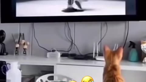 A cat dancing the Jackson style