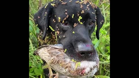 A good gun dog comes back with the ones they should....a great gun dog comes back