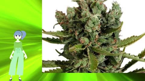 Cheese Auto – Growers Choice