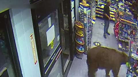 500-POUND Bear REPEATEDLY Steals Candy from Gas Station / Customer Wars /