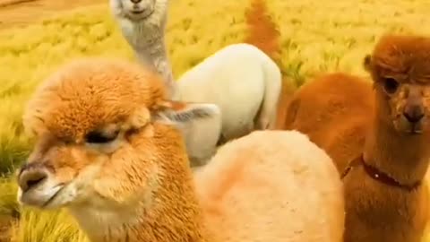 Cute alpaca