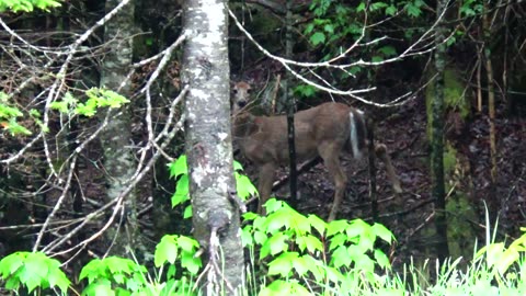 White-tailed deer