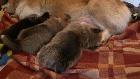 Corgi Dog Mother Feeding puppy