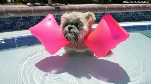 Munchkin the Teddy Bear swims with floaties